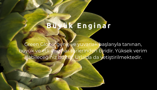 urla enginar festivali2