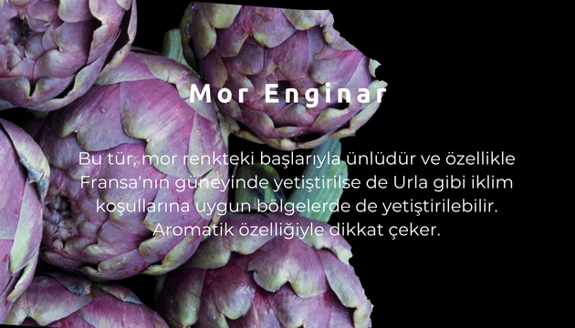 urla enginar festivali3