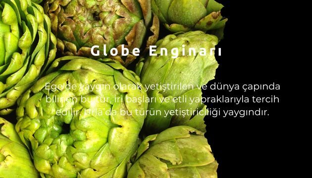 urla enginar festivali4