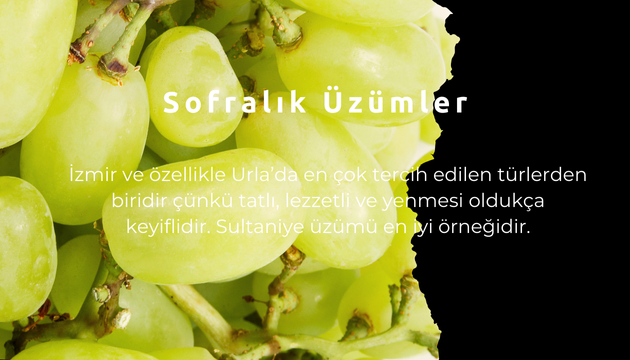 üzüm türleri 1
