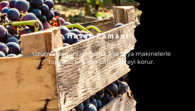 üzümün yolculugu