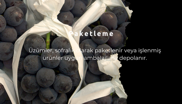 üzümün yolculugu