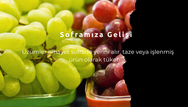 üzümün yolculugu